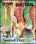 Spotted Deer (Axis axis)