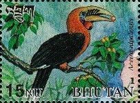 Rufous-necked Hornbill (Aceros nipalensis)