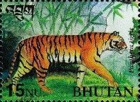 Tiger (Panthera tigris)