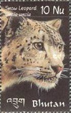 Snow Leopard (Panthera uncia)