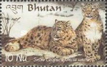 Snow Leopard (Panthera uncia)