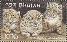 Snow Leopard (Panthera uncia)