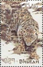 Snow Leopard (Panthera uncia)