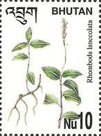Rhomboda lanceolata