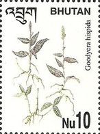 Goodyera hispida