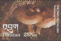 Fawn tricholoma