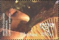 Annatto-colored cortinarius
