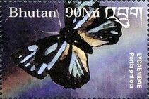 Butterfly (Portia philota)