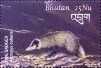 Hog Badger (Arctonyx collaris)