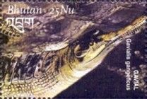 Gharial (Gavialis gangeticus)