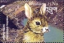 Hispid Hare (Caprolagus hispidus)