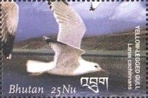 Yellow-legged Gull (Larus cachinnans)