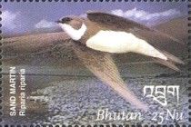 Sand Martin (Riparia riparia)