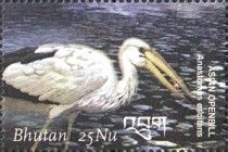Asian Openbill (Anastomus oscitans)