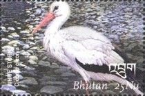 White Stork (Ciconia ciconia)