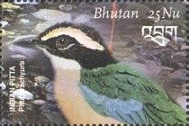 Indian Pitta (Pitta brachyura)