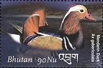 Mandarin Duck (Aix galericulata)