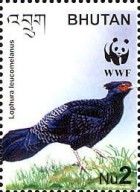 Kalij Pheasant (Lophura leucomelana)