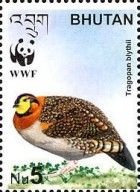 Blyth's Tragopan (Tragopan blythii)