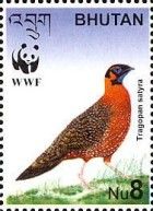Satyr Tragopan (Tragopan satyra)