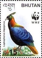 Himalayan Monal (Lophophorus impejanus)