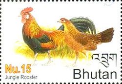 Red Junglefowl (Gallus gallus)