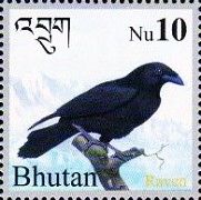 Raven (Corvus sp.)