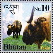 Bhutan Takin (Budorcas whitei)