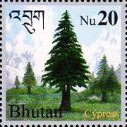 Cypress Trees