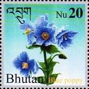 Blue Poppy