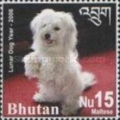 Maltese Dog (Canis lupus familiaris)