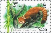Lesser Panda (Ailurus fulgens)