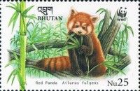 Lesser Panda (Ailurus fulgens)