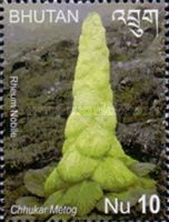 Rheum nobile