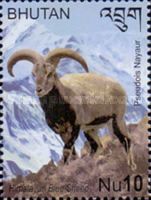 Bharal (Pseudois nayaur)