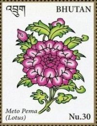 Meto Pema (Lotus)
