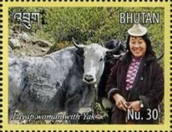 Lavap Woman with Domestic Yak