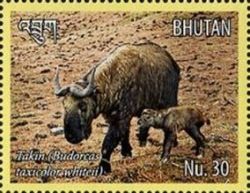 Bhutan Takin (Budorcas taxicolor whiteii)