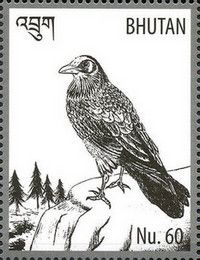 Raven (Corvus corax)
