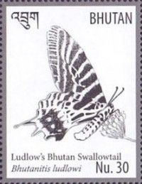 Bhutanitis ludlowi