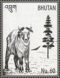 Takin (Burdorcast taxicolor) - Cypress (Cupressus torulosa)