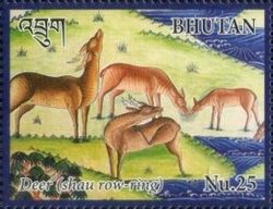 Deer