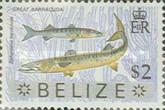 Great Barracuda (Sphyraena barracuda) - Overprinted