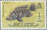 Mozambique Tilapia (Tilapia mossambica)