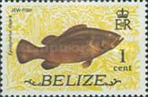 Jew Fish (Epinephelus itajara)