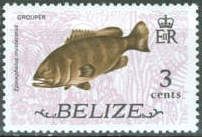 Misty Grouper (Epinephelus mystacinus)