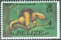 Ant Bear (Tamandua tetradactyla)