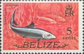 Bonefish (Albula vulpes)