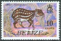 Lowland Paca (Cuniculus paca)