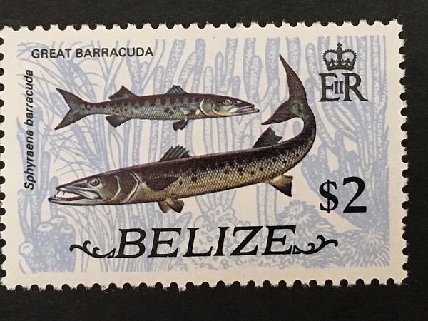 Great Barracuda (Sphyraena barracuda)